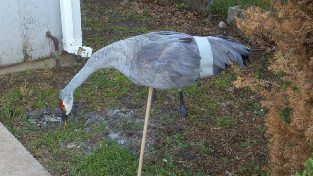 Hunt information Crane Wreckers